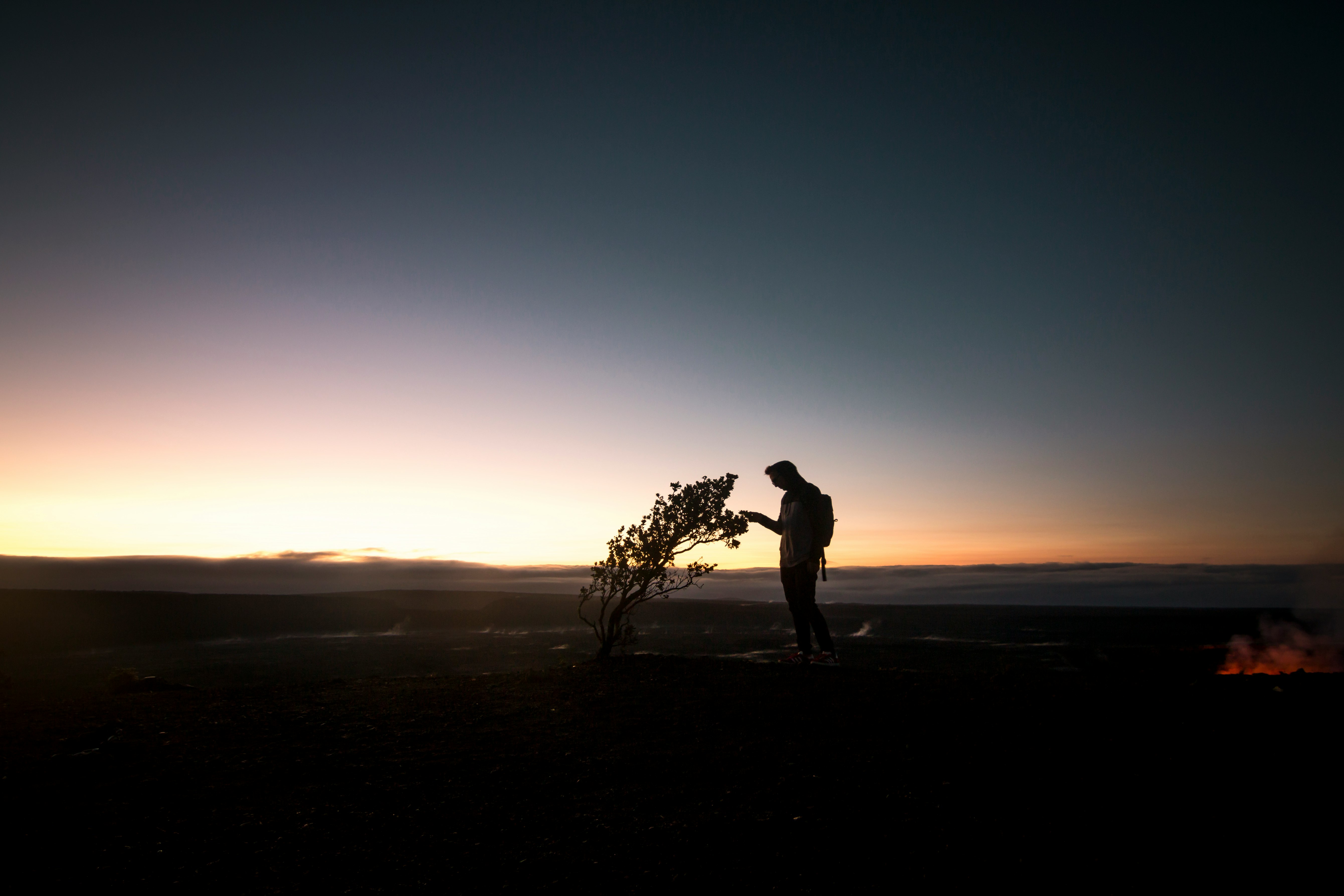 silhouette of person holding bare tree